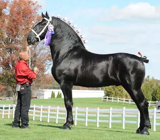 19 Hands Black Percheron Stallion